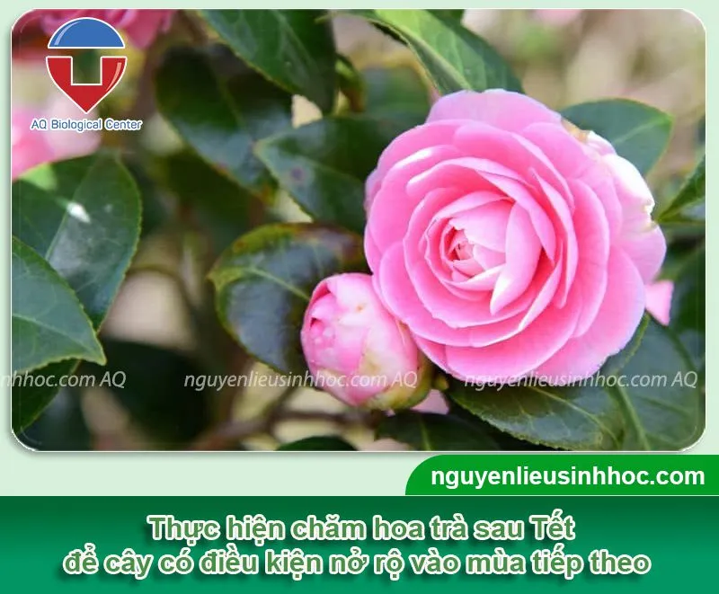 Tổng quan các bước cơ bản trong cách chăm sóc cây trà sau tết, giúp cây nhanh chóng phục hồi