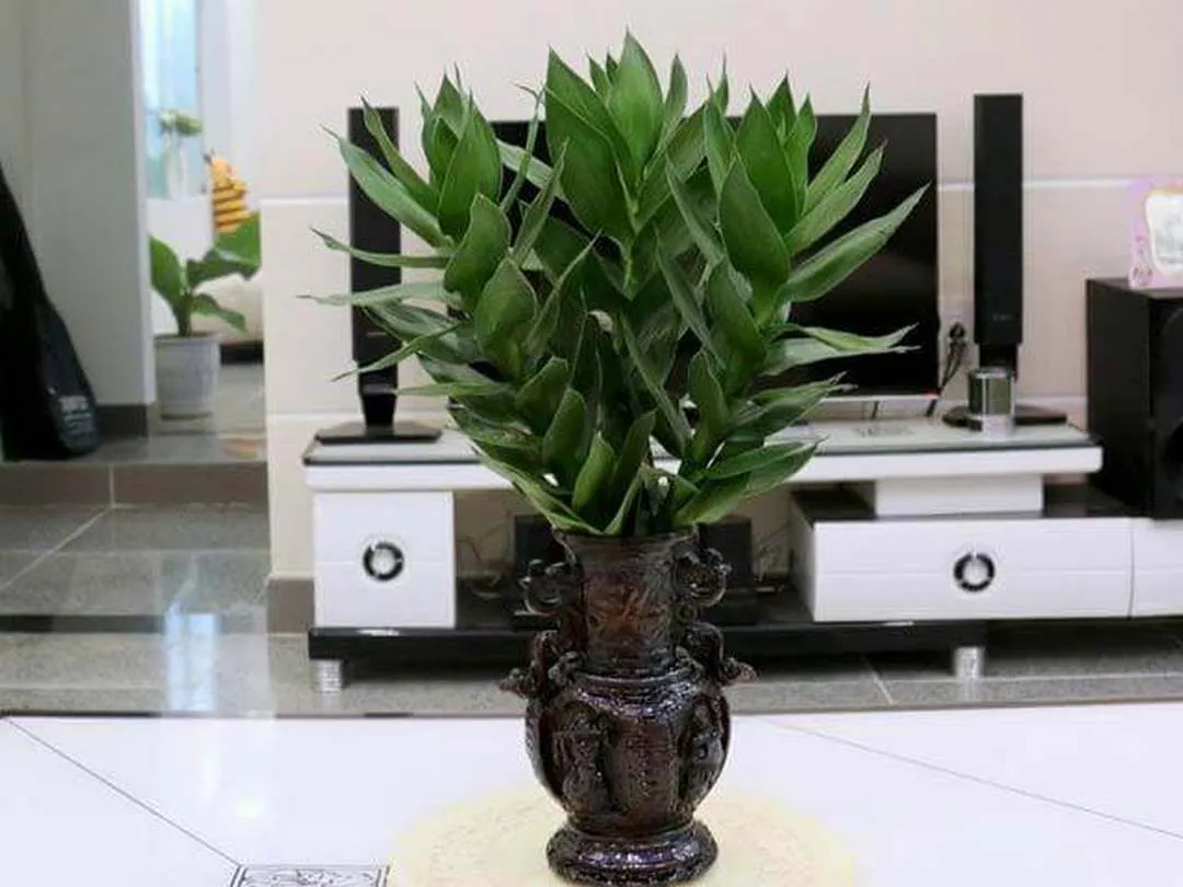 Tổng quan các chậu cây thần tài được sắp xếp trong khu vực trưng bày