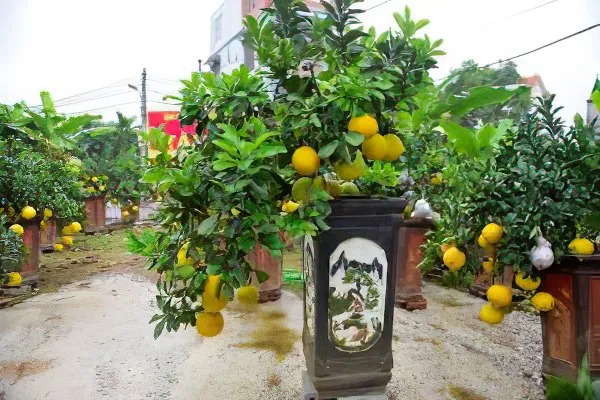 Tổng quan các loại cây ăn quả nhỏ được chăm sóc trong chậu cảnh.