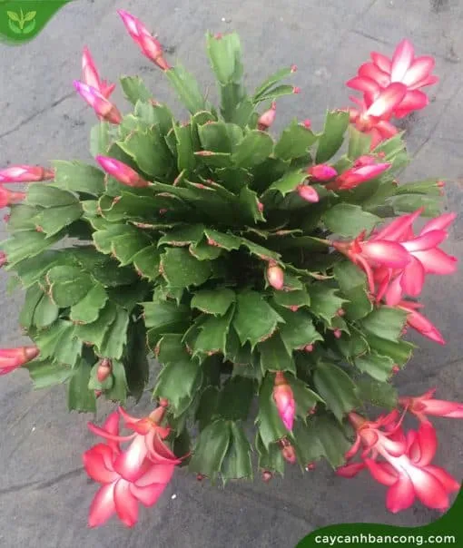 Tổng quan cây lan càng cua nở hoa rực rỡ vào mùa Giáng sinh