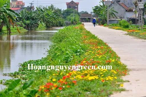 Tổng quan khu vực trồng viền với nhiều cây hoa Mười Giờ Sam rực rỡ