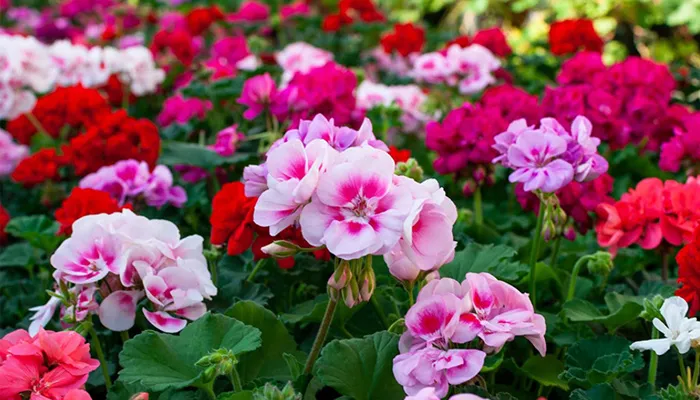 Tổng quan sơ lược về hoa phong lữ thảo và các đặc điểm hình thái