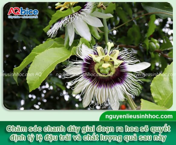 Cách Chăm Sóc Cây Bơ Khi Ra Hoa Đảm Bảo Tỷ Lệ Đậu Trái Cao