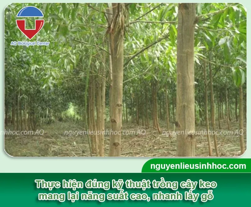 Tổng quan về cách trồng cây keo và chăm sóc nhanh lấy gỗ
