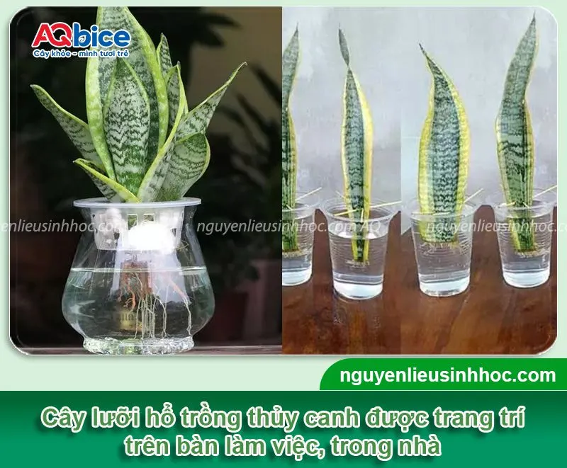 Tổng quan về cách trồng cây lưỡi hổ bằng nước hiện đại
