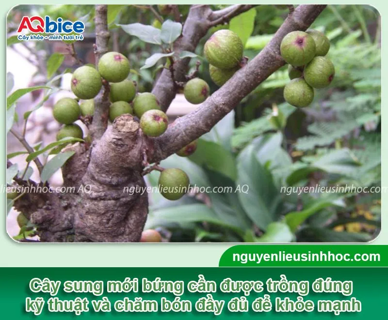 Tổng quan về cách trồng cây sung mới bứng