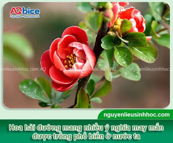 Cách Chăm Sóc Hoa Hải Đường: Kỹ Thuật Trồng Và Duy Trì Cây Khoẻ Mạnh