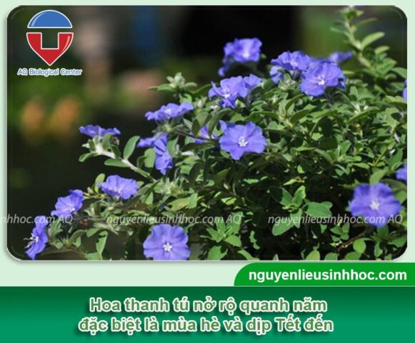 Cách Trồng Cây Thanh Tú: Bí Quyết Chăm Sóc Toàn Diện Hoa Xanh Quanh Năm