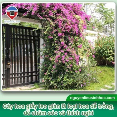 Cách Trồng Hoa Giấy Leo Giàn: Hướng Dẫn Kỹ Thuật Chi Tiết Cho Giàn Hoa Bền Đẹp