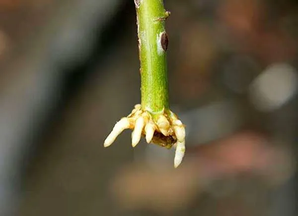 Tổng quan về khu vườn hoa hồng đẹp rực rỡ sau khi được chăm sóc và giâm cành thành công