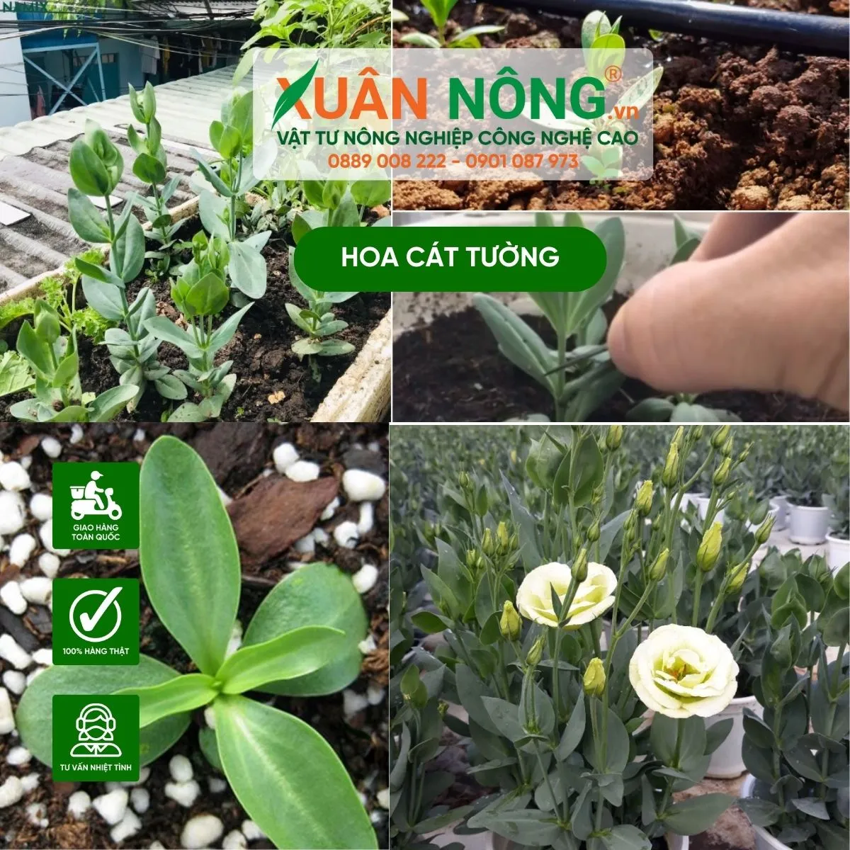 Tổng quan về quá trình sinh trưởng và phát triển của cây hoa cát tường khi được chăm sóc đúng kỹ thuật