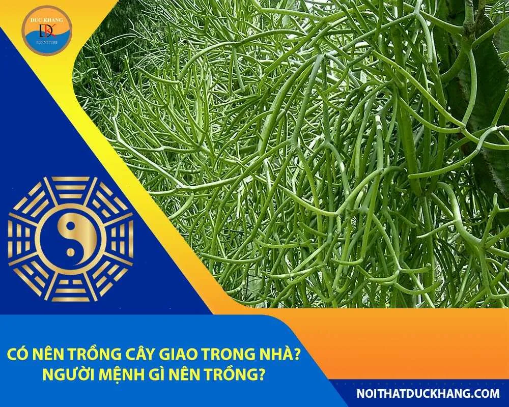 Tổng thể cây giao trưởng thành với dáng đứng thẳng, minh họa câu hỏi có nên trồng cây giao trong nhà