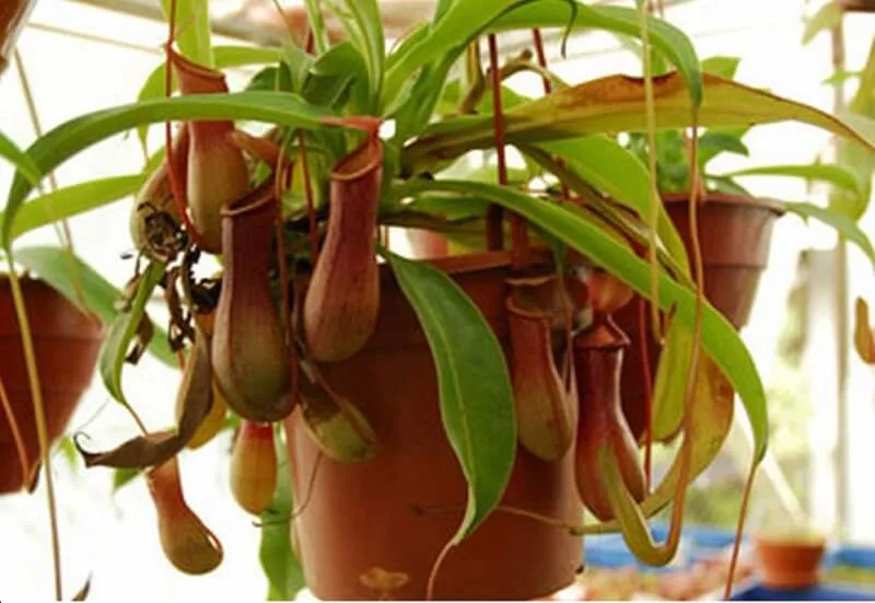 Tổng thể cây nắp ấm được trồng trong chậu treo trang trí ở ban công