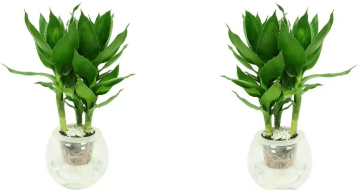 Tổng thể cây Phát Tài Búp Sen khỏe mạnh với lá xanh mướt và thân cây thẳng đứng