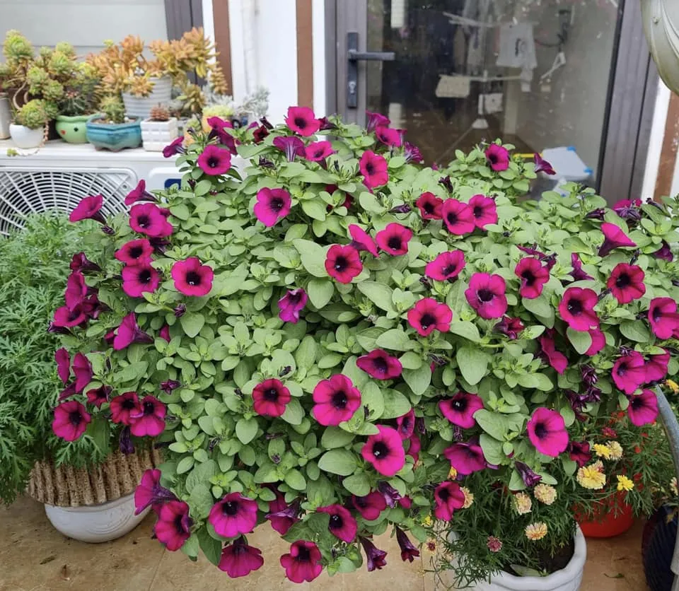 Tổng thể chậu dạ yến thảo nở rộ, mang lại vẻ đẹp sống động cho không gian