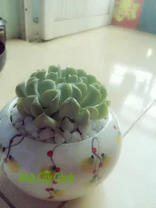 Tổng thể một cây sen đá hoa cúc với hình dáng đặc trưng giống như một đóa hoa cúc