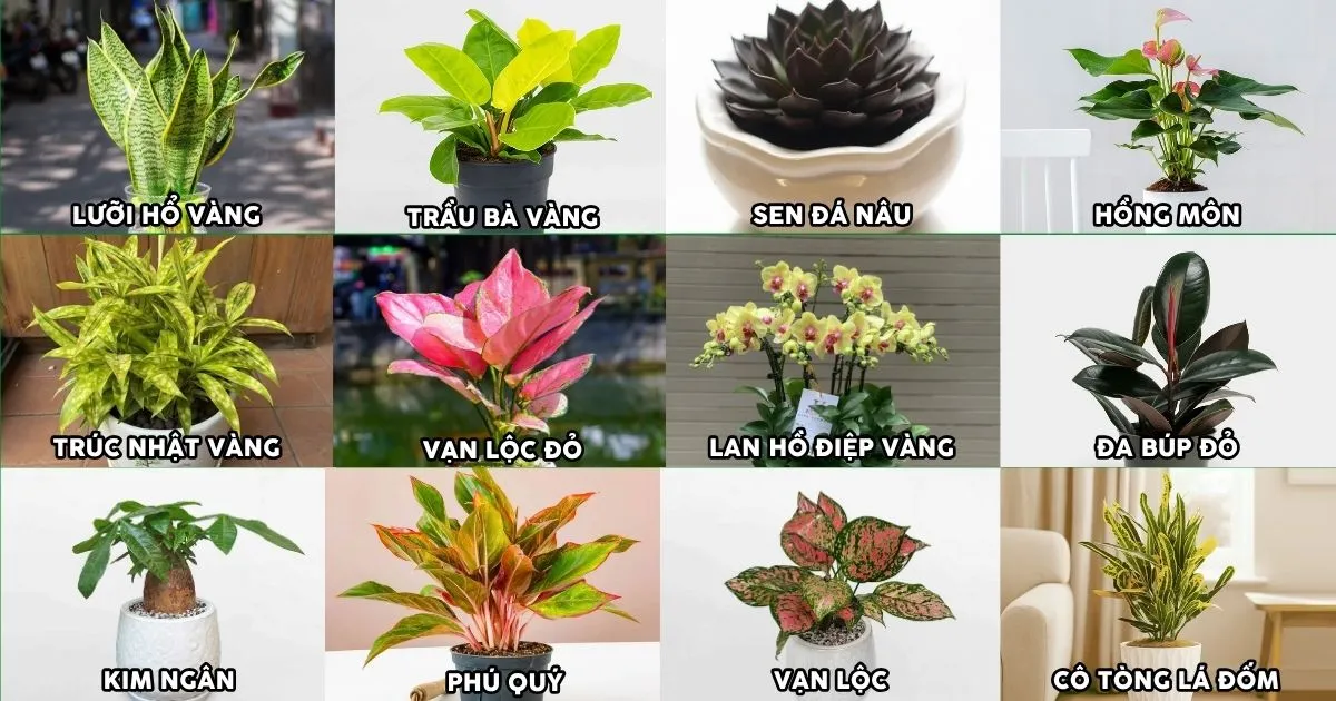 Top 12+ loại cây phong thủy mang ý nghĩa thịnh vượng, sung túc và bình an hợp với người mệnh Thổ