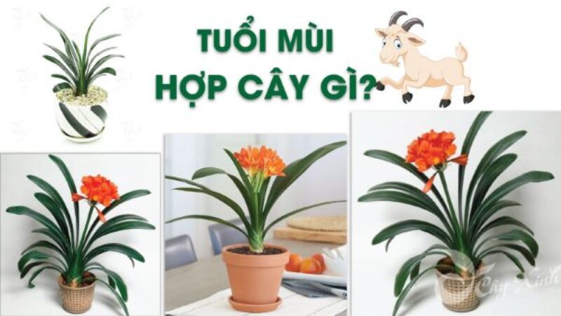 Tuổi Mùi Nên Trồng Cây Gì Trong Nhà Để Thu Hút Tài Lộc Toàn Diện