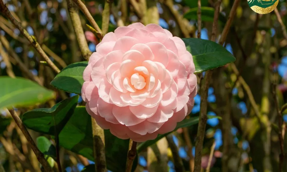 Trà Cung Đình với màu hồng phấn thanh khiết