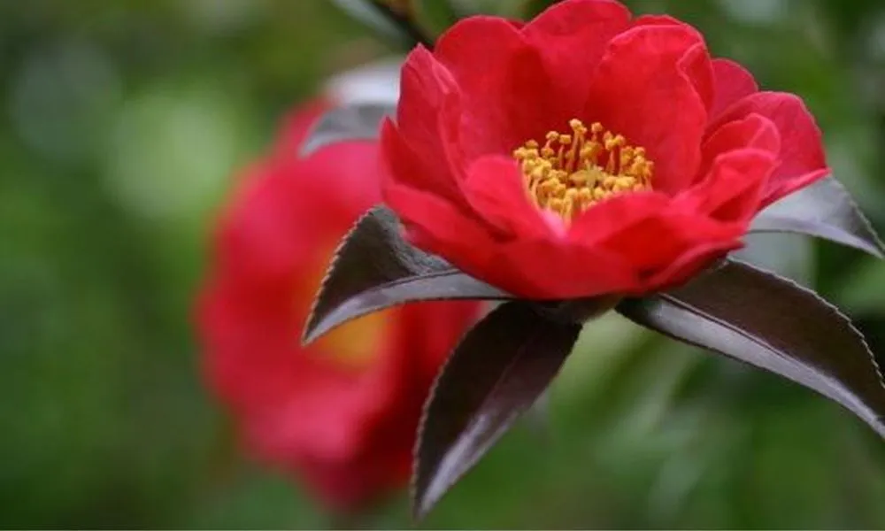 Trà Đỏ Nhật Bản với tràng hoa màu đỏ rực rỡ