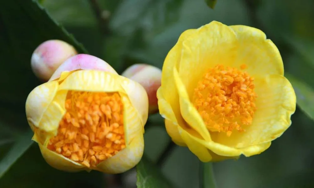 Trà Hoa Vàng có màu vàng đặc trưng, nhụy cuốn hút