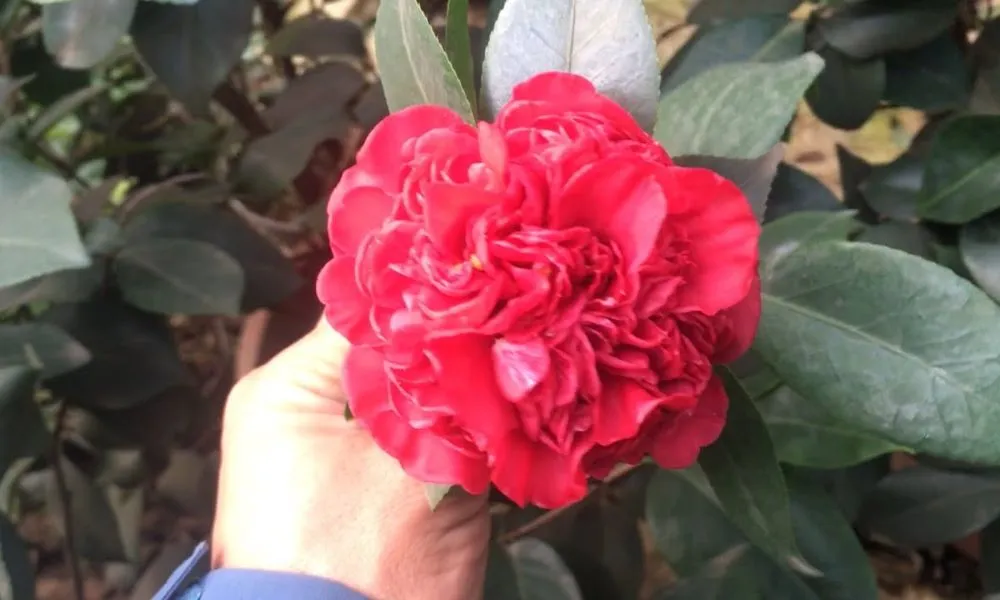 Trà Lựu có hoa màu đỏ rực rỡ, dáng khum