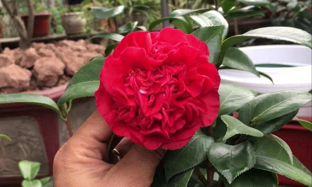 Trà Thâm Bát Diện có 8 lớp cánh màu đỏ thẫm