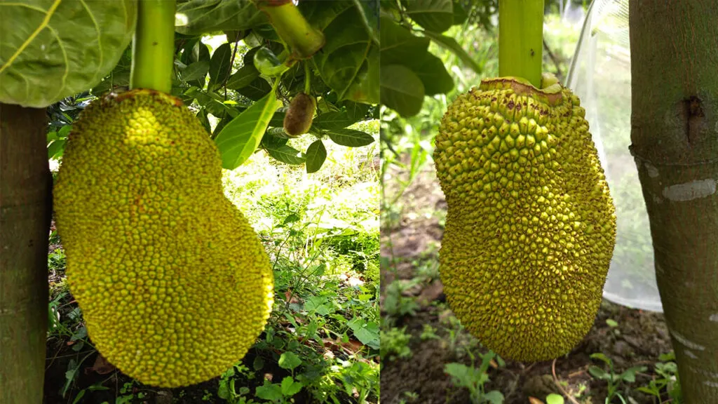 Trái mít tố nữ đem đến giá trị kinh tế cao