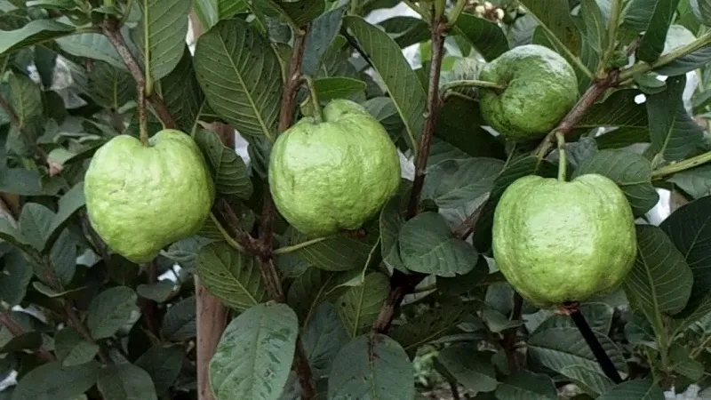 Trái ổi nữ hoàng có tác dụng làm đẹp da