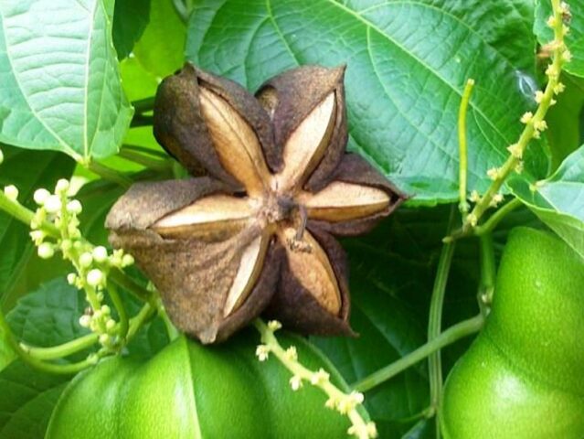 Cách Trồng Cây Sa Chi Đạt Năng Suất Cao Và Ổn Định