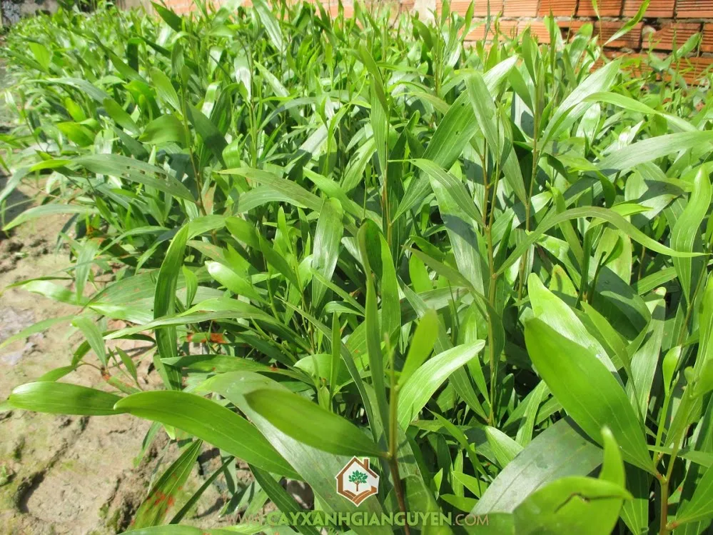 Tràm Bông Vàng đang phát triển trong rừng trồng thương mại