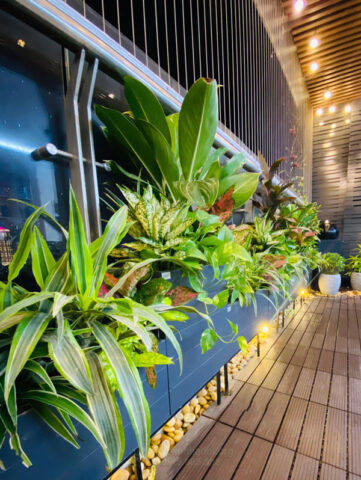 Ban Công Hướng Nam Nên Trồng Cây Gì Chịu Nắng Và Phát Triển Tốt Nhất