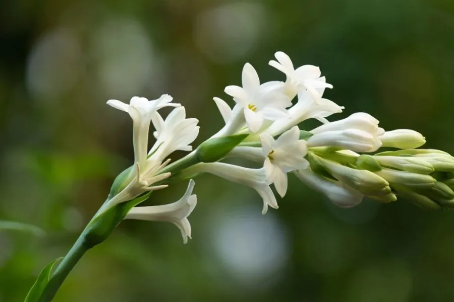 Tránh tưới quá nhiều nước cho cây huệ vì rễ củ dễ bị thối do nấm mốc và môi trường đất úng nước.