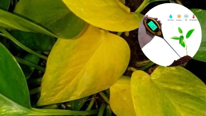 Trầu Bà Cách Chăm Sóc - Kiểm soát nhiệt độ môi trường sống của cây trầu bà