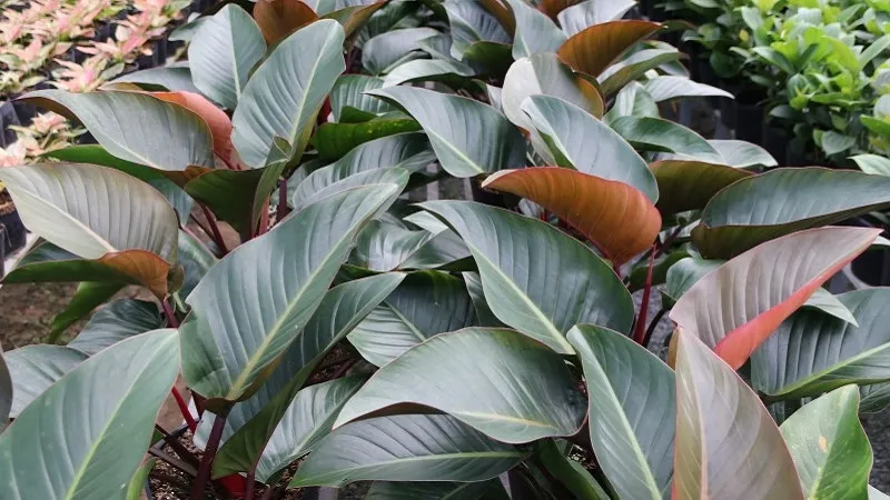 Trầu Bà Đế Vương có tác dụng thanh lọc không khí và giảm nhiệt trường từ thiết bị điện tử