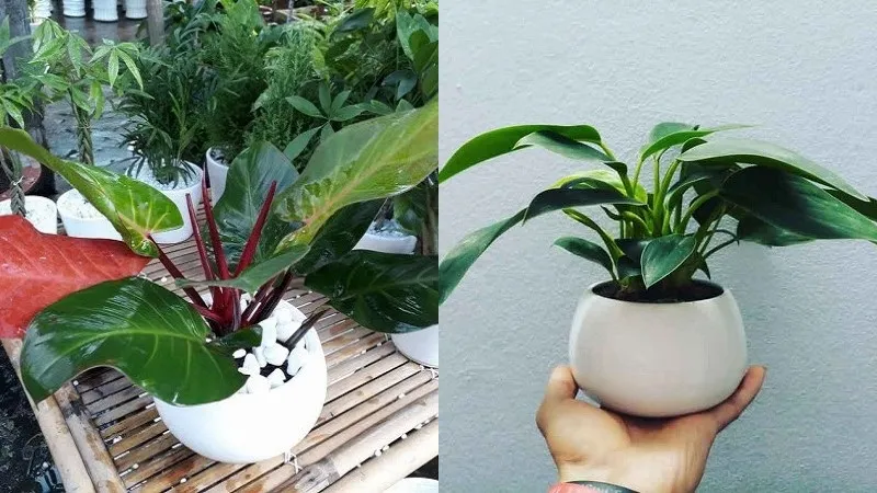 Trầu Bà Đế Vương Đỏ và Trầu Bà Đế Vương Xanh là hai giống phổ biến nhất