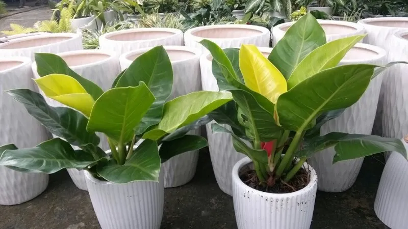 Trầu Bà Đế Vương Xanh có độc tính cần cảnh báo nếu ăn phải, lưu ý nhà có vật nuôi và trẻ nhỏ