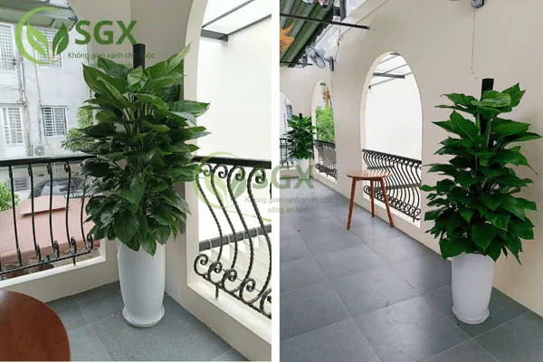 Trầu Bà Leo Cột Có Lá Xanh Đậm