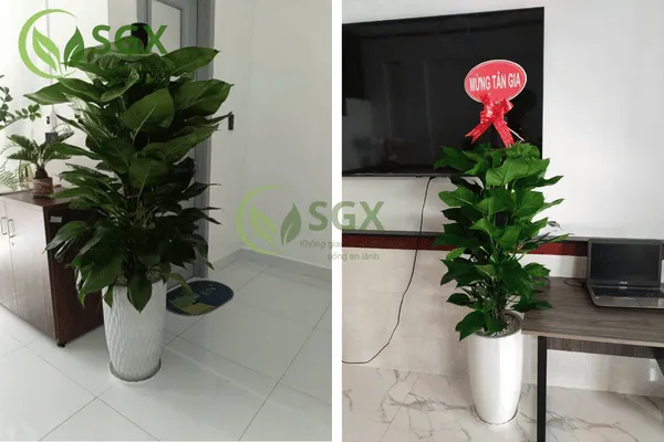 Trầu Bà Leo Cột Trang Trí Nội Thất