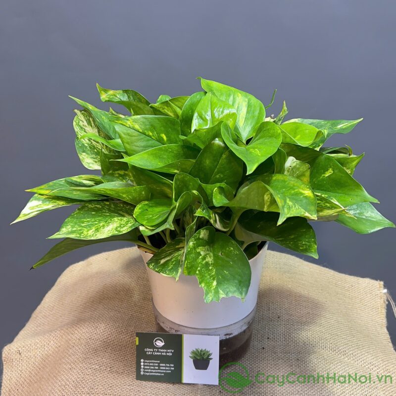 Cách Chăm Sóc Cây Đinh Lăng Trong Chậu Đạt Chuẩn Chuyên Gia