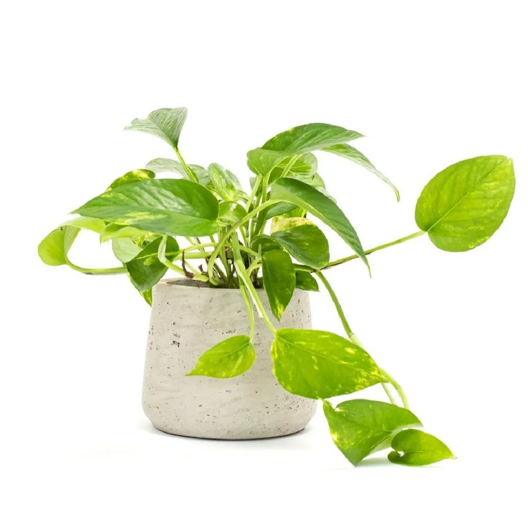 Trầu bà vàng dễ chăm sóc và thanh lọc chất độc hữu cơ