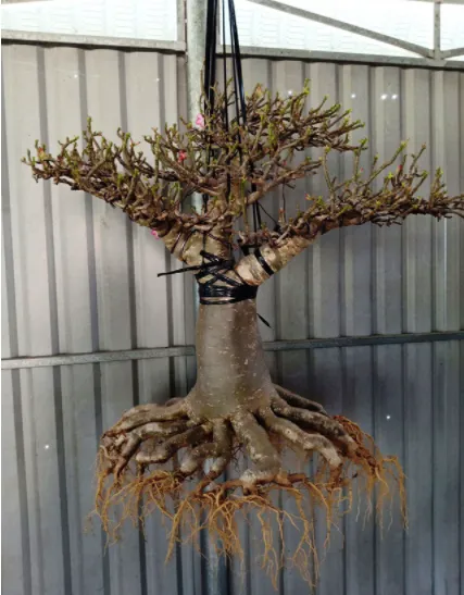 Treo ngược cây hoa sứ để rễ khô và hồi phục sau khi cắt tỉa, bước cần thiết trong cách chăm cây hoa sứ trước khi tạo dáng