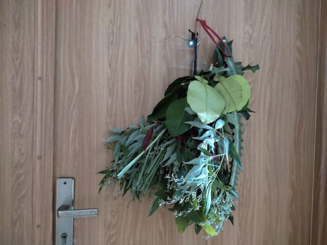 Có Nên Trồng Cây Xương Rồng Trước Nhà: Phân Tích Chuyên Gia Về Phong Thủy