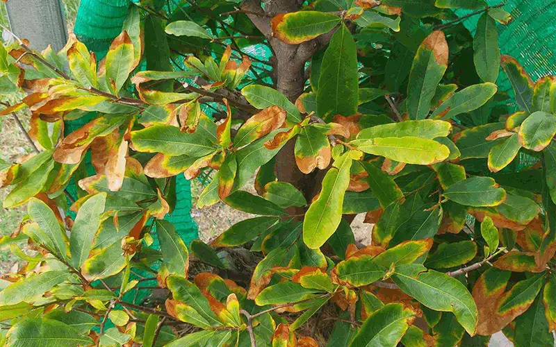 CÁCH CHĂM SÓC CÂY MAI BỊ VÀNG LÁ: HƯỚNG DẪN PHỤC HỒI CHUYÊN SÂU TỪ A-Z