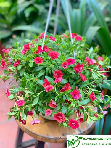 Triệu chuông là loại cây hoa thuộc thân thảo buông rủ, thích hợp trồng chậu treo