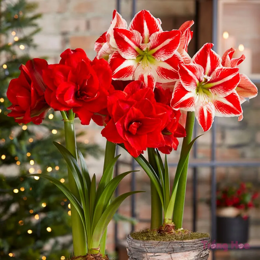 Trọn bộ vật tư cần thiết cho cách trồng hoa loa kèn trong chậu đúng chuẩn