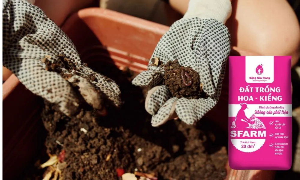 Trộn đất trồng hoa kiểng cùng giá thể khi chăm cây lan tiêu trong chậu