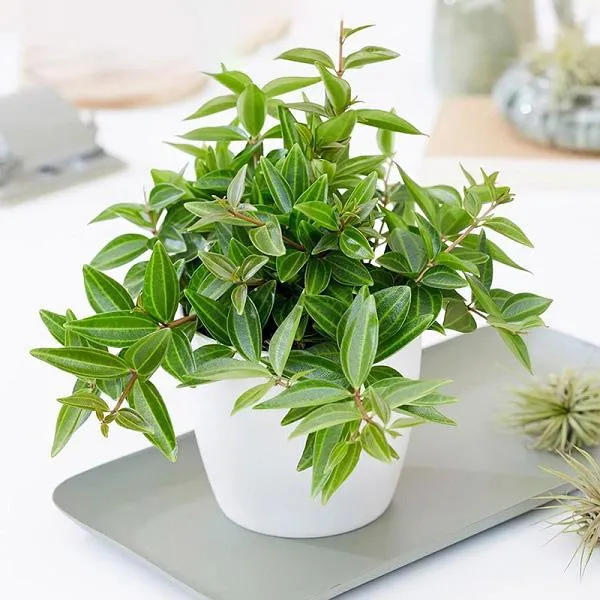 Trộn giá thể tơi xốp là bước quan trọng trong cách chăm cây Bình An