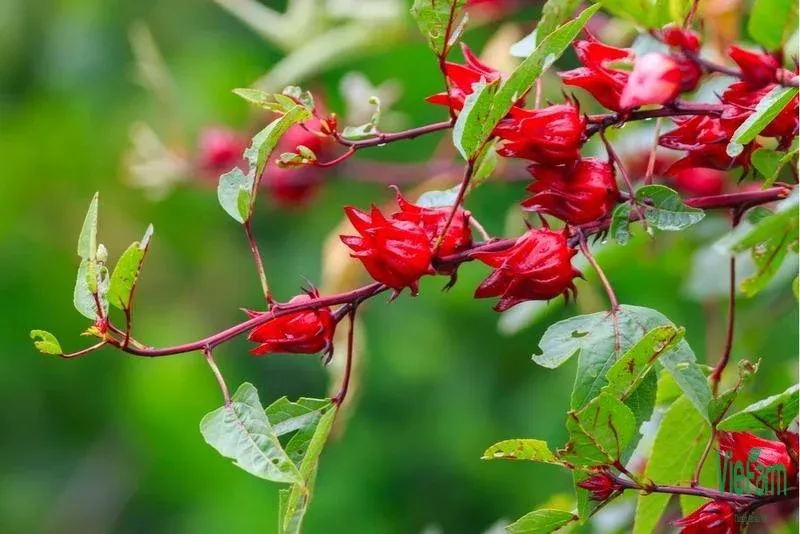 Trồng atiso và chăm sóc giống cây này không quá khó