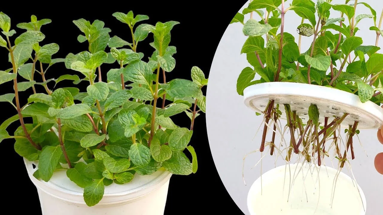 Trồng bạc hà bằng nước là phương pháp phổ biến cho quy mô nhỏ hoặc trang trí
